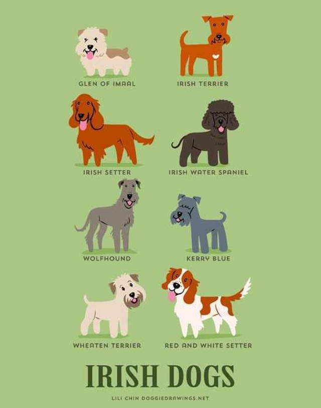 Shangrala's Where's Your Dog From