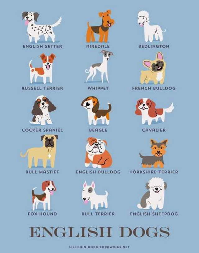 Shangrala's Where's Your Dog From