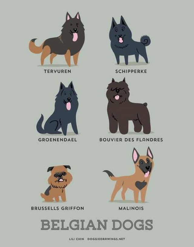 Shangrala's Where's Your Dog From