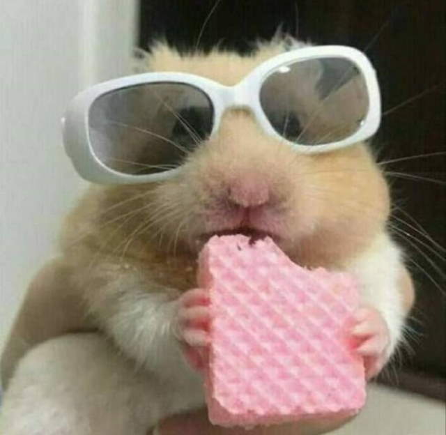 Animals Being Funny