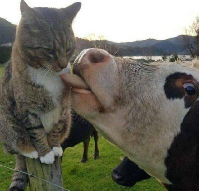 Animals Being Funny