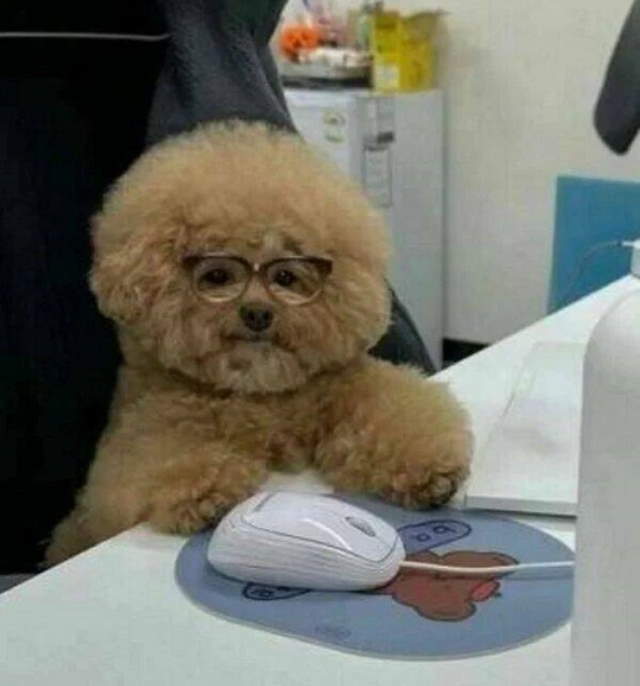 Animals Being Funny