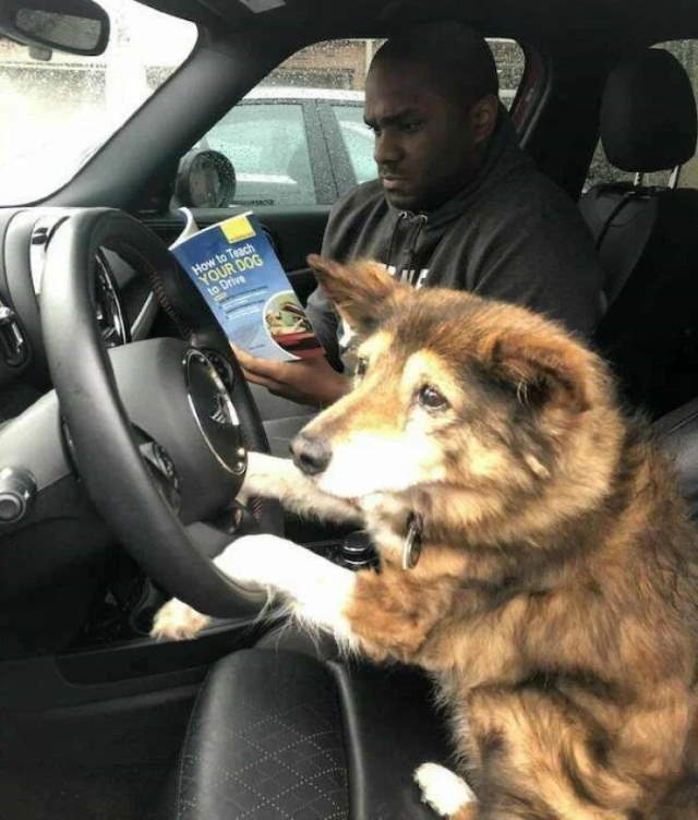Animals Being Funny