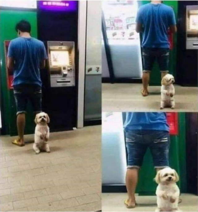 Animals Being Funny