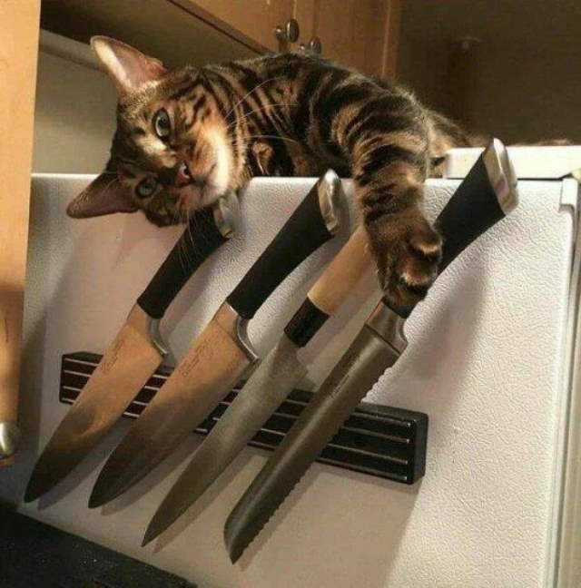 Animals Being Funny