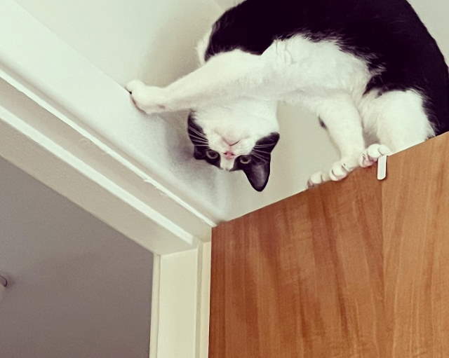 Animals Being Funny