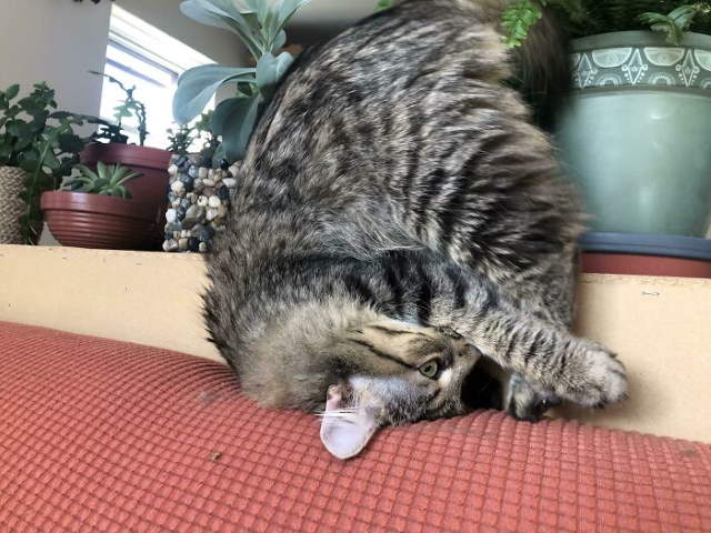Animals Being Funny