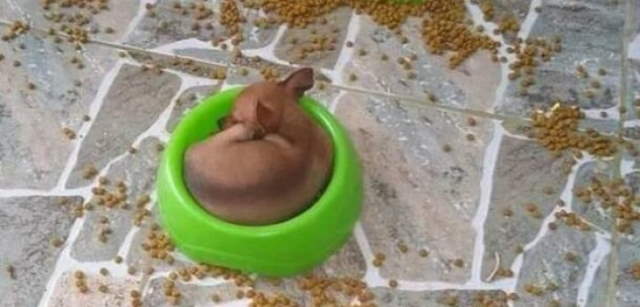 Animals Being Funny