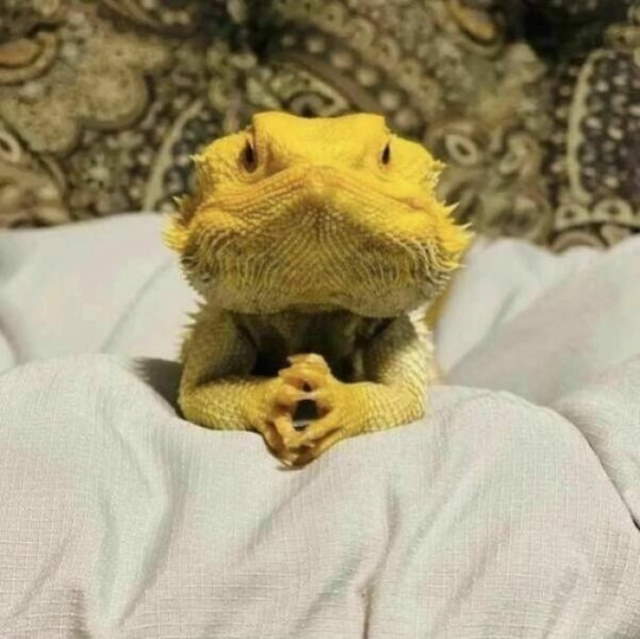 Animals Being Funny