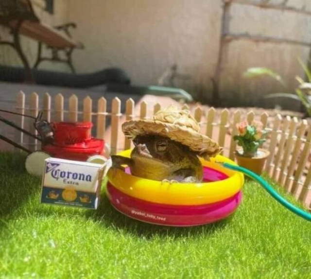 Animals Being Funny