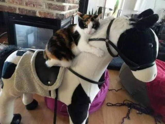 Animals Being Funny