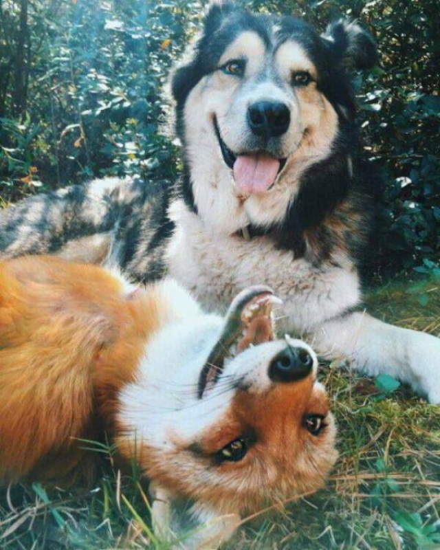 Animals Being Funny