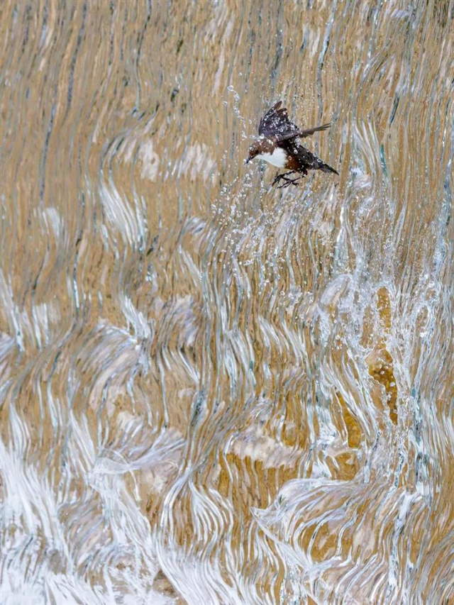 Shangrala's GDT Nature Photo Awards