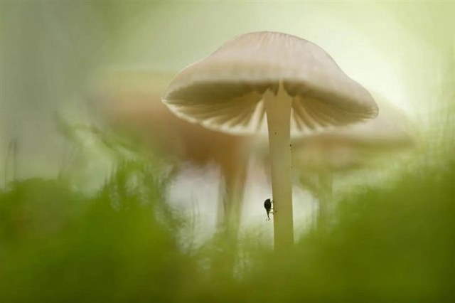Shangrala's GDT Nature Photo Awards