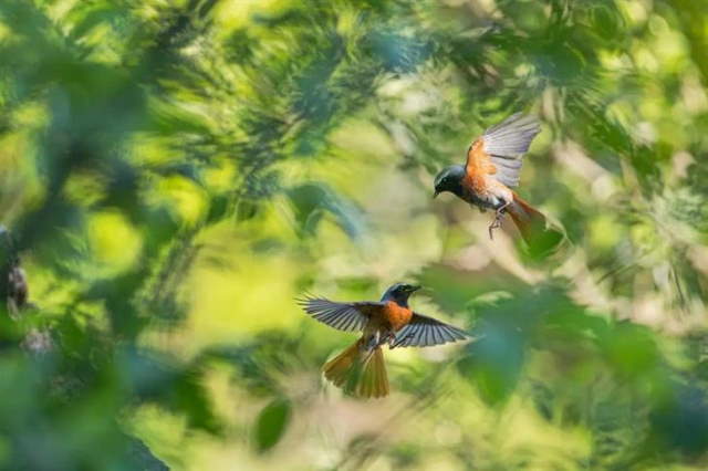 Shangrala's GDT Nature Photo Awards