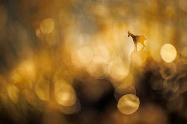 Shangrala's GDT Nature Photo Awards