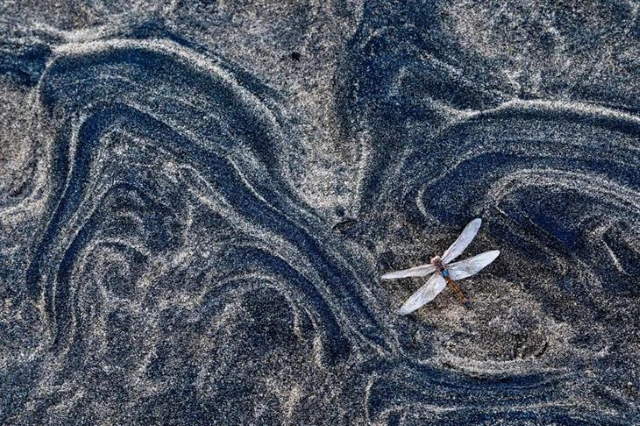 Shangrala's GDT Nature Photo Awards
