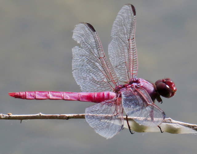 Shangrala's Pretty Bugs 2