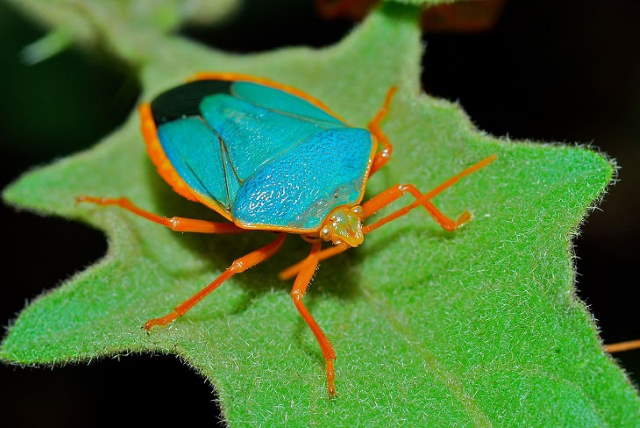 Shangrala's Pretty Bugs 2