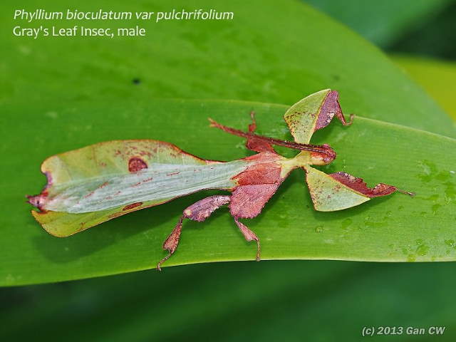 Shangrala's Pretty Bugs 2