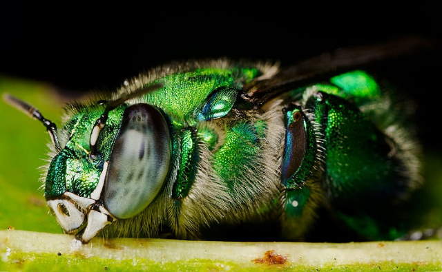 Shangrala's Pretty Bugs 2