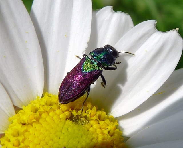 Shangrala's Pretty Bugs 2