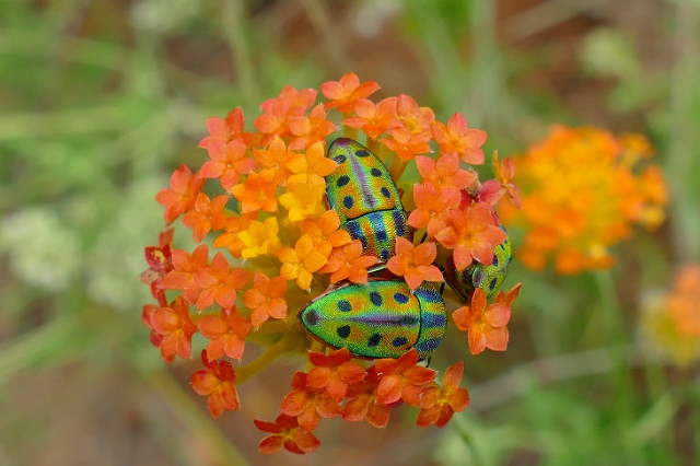 Shangrala's Pretty Bugs 2
