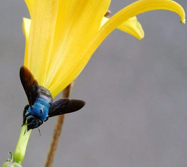 Shangrala's Pretty Bugs 2