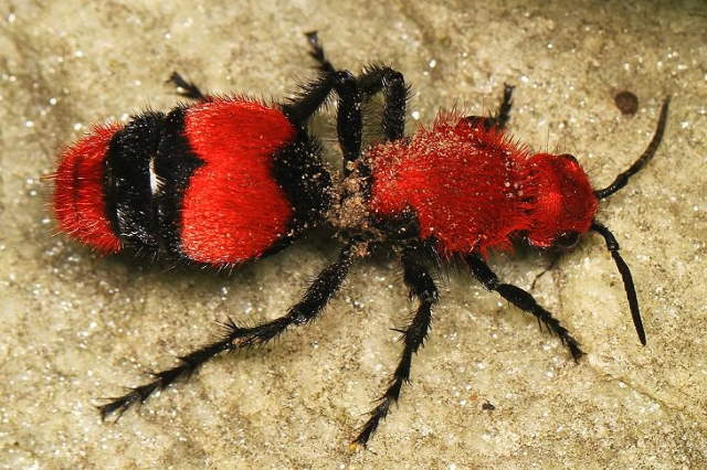 Shangrala's Pretty Bugs 2