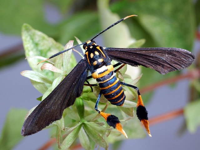 Shangrala's Pretty Bugs 2