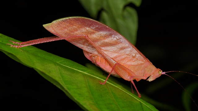 Shangrala's Pretty Bugs 2