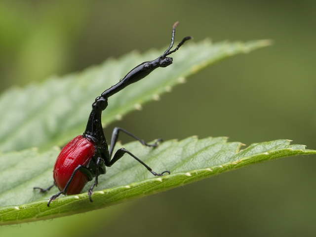 Shangrala's Pretty Bugs 2