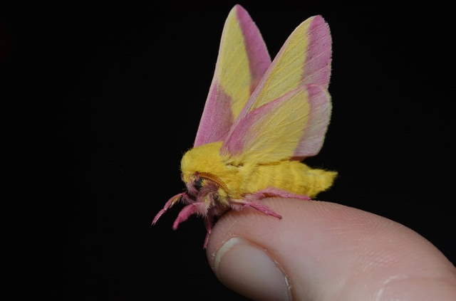 Shangrala's Pretty Bugs 2
