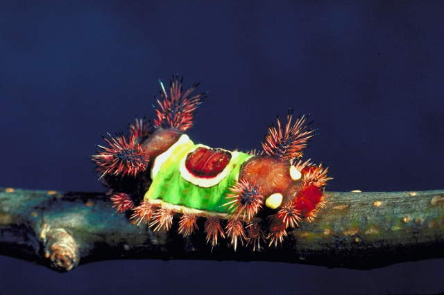 Shangrala's Pretty Bugs 2