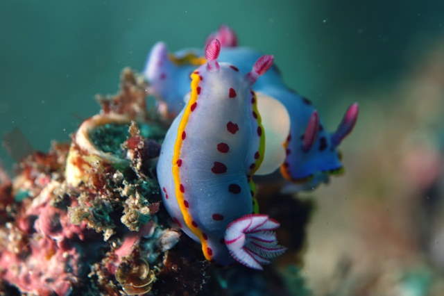 Shangrala's Pretty Bugs 2
