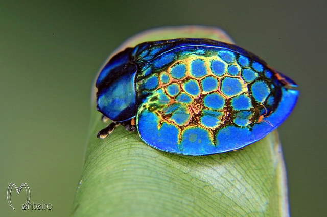 Shangrala's Pretty Bugs 2