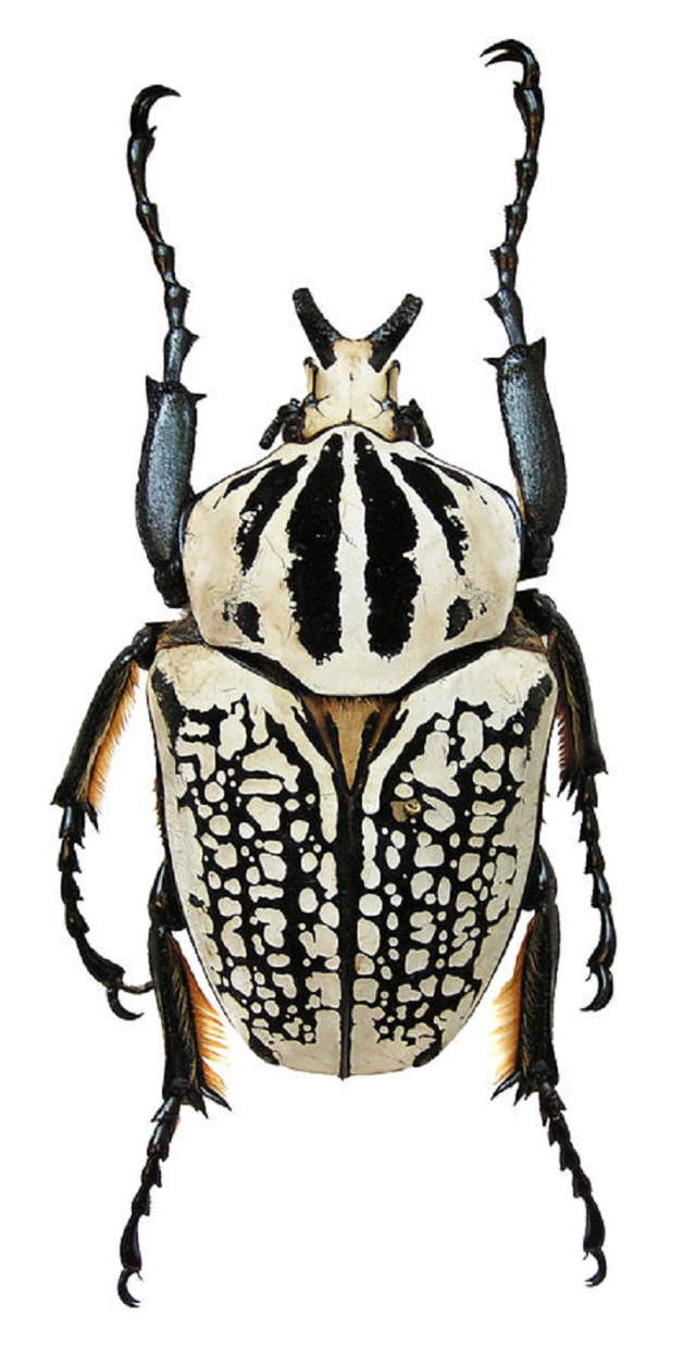 Shangrala's Pretty Bugs 2