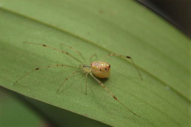 Shangrala's Pretty Bugs 2