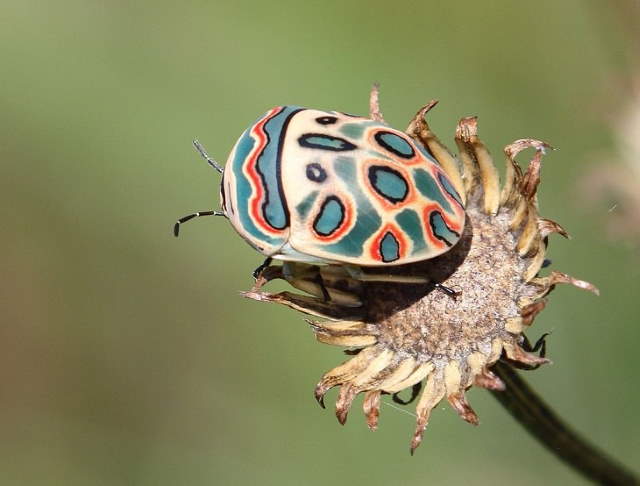Shangrala's Pretty Bugs 2