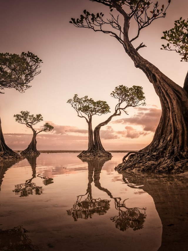 Shangrala's IPA Nature Photo Awards