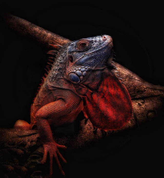 Shangrala's IPA Nature Photo Awards