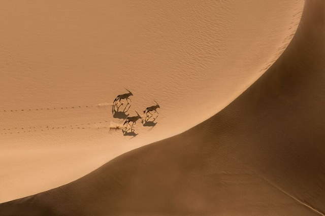 Shangrala's IPA Nature Photo Awards