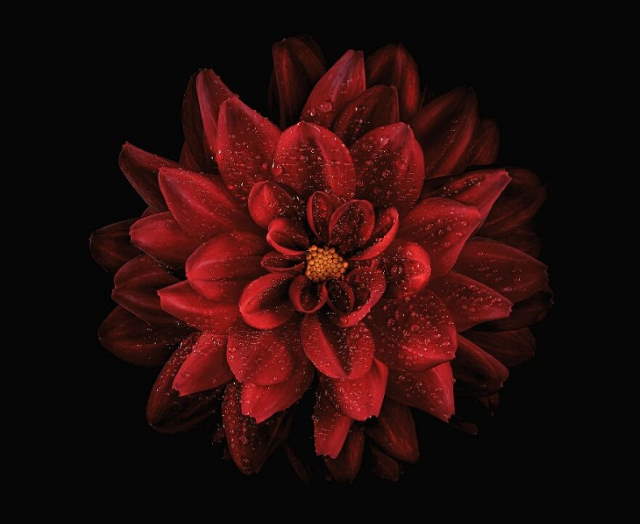 Shangrala's IPA Nature Photo Awards