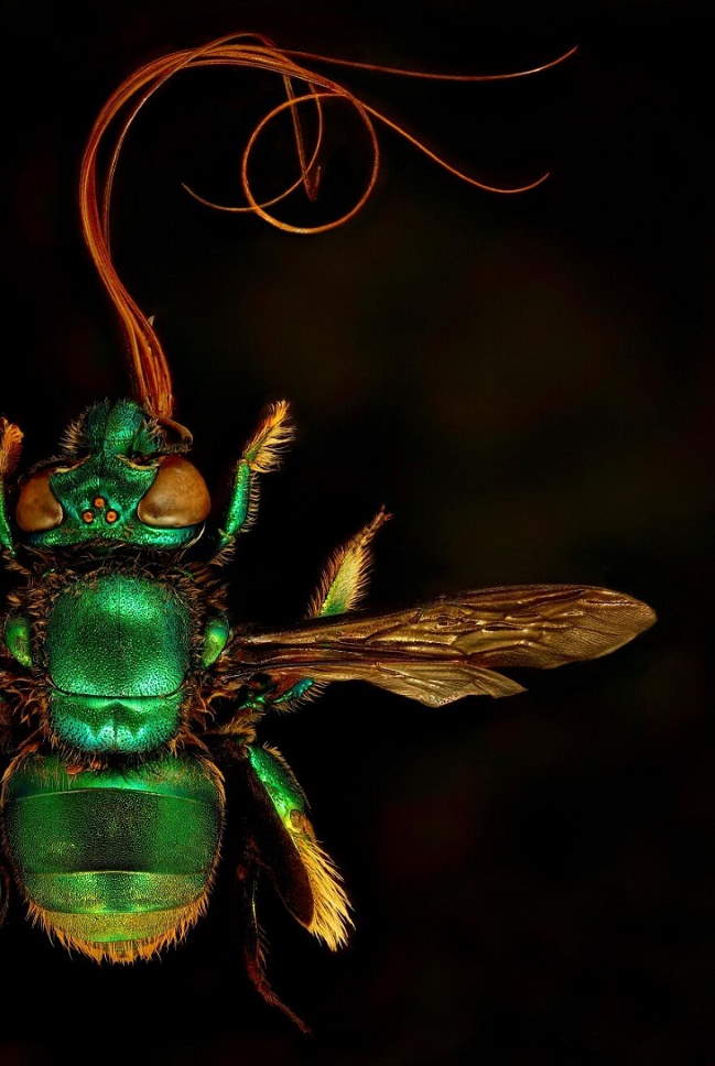 Shangrala's IPA Nature Photo Awards