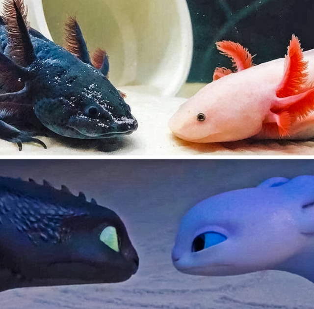 Shangrala's Nature Is Amazing 2