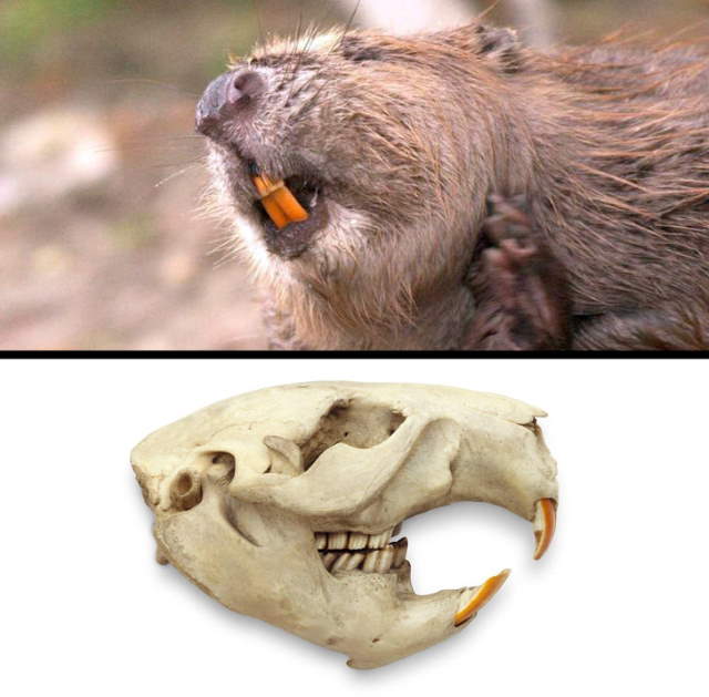 Shangrala's Nature Is Amazing 2