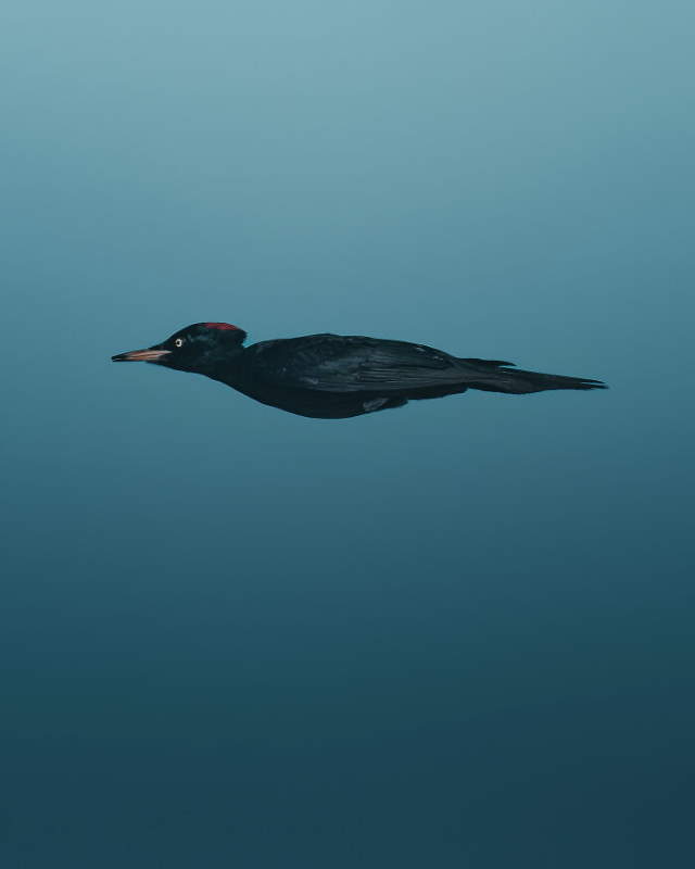 Shangrala's Nikon Animal Comedy