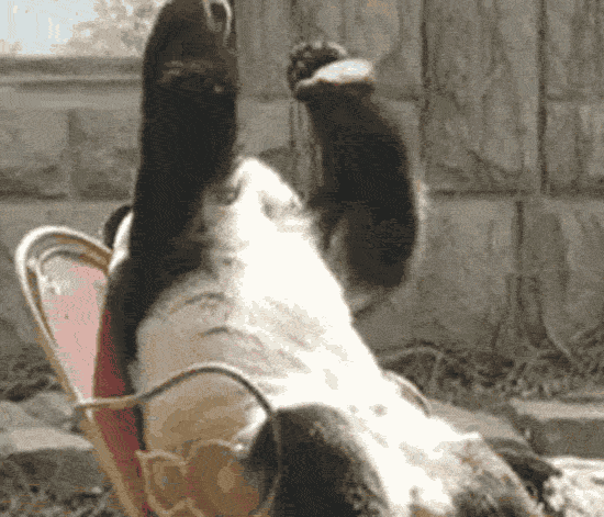 Shangrala's Cute Panda Bears