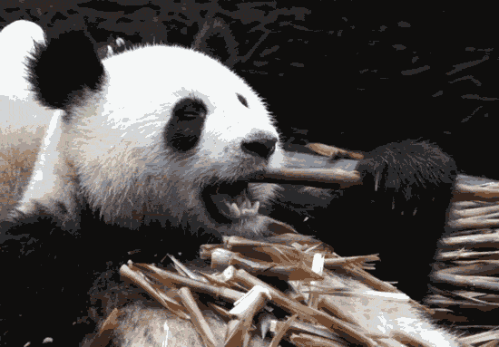 Shangrala's Cute Panda Bears