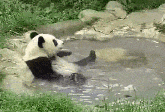 Shangrala's Cute Panda Bears